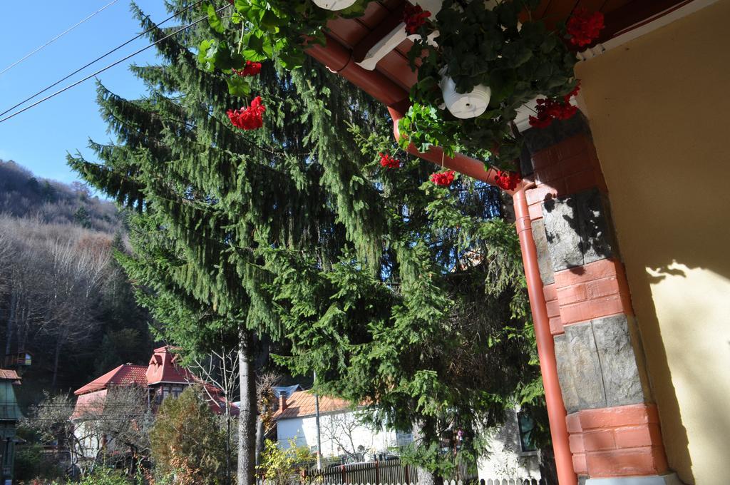 Pensiunea Micsunica Sinaia Exteriér fotografie